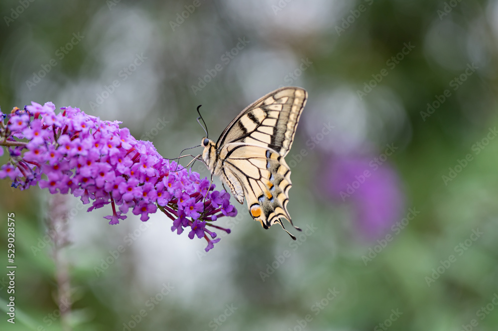Fototapeta premium Schwalbenschwanz Schmetterling