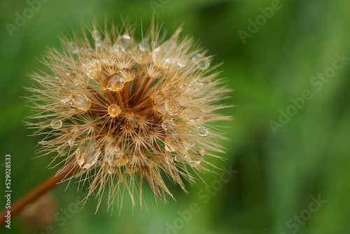 The flying seeds of the  Rough hawkbit plant drenched by rain  Leontodon Hispidus