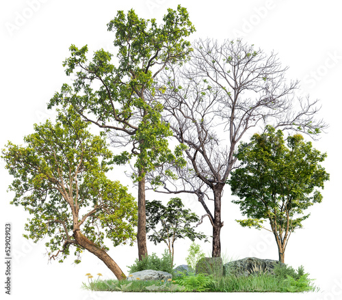 PNG format tree and plant on transparent background design for easy to fast use, small forest and plant for easy to drag and drop on your project
