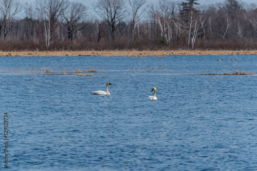 Trumpeter Swans On The Water At The Navarino Wildlife Area in Wisconsin During Spring Migration © Barbara