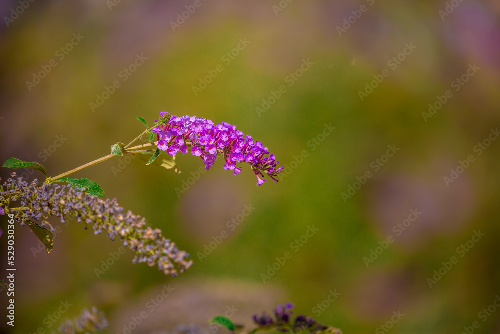 Spring flowers under the rays of sunlight. Lilac flower close-up. Beautiful landscape of nature. Hi spring. Beautiful flowers on a green meadow. Spring flowers under the rays of sunlight. Lilac flower close-up. Beautiful landscape of nature. Hi spring. Beautiful flowers on a green meadow.