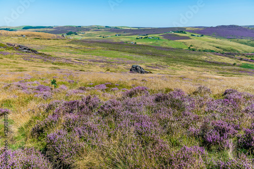 A view of heather strewn fields from the summit of the Roaches escarpment, Staffordshire, UK in summertime