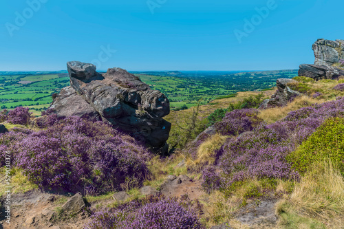 A view of heather and boulders on the summit of the Roaches escarpment, Staffordshire, UK in summertime photo