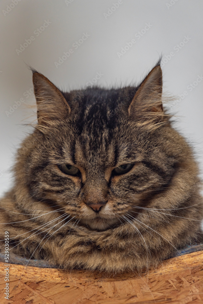 Brown tabby cat on wooden tree stand with white background wall Brown tabby cat on wooden tree stand with white background wall