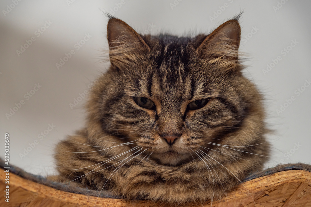 Brown tabby cat on wooden tree stand with white background wall