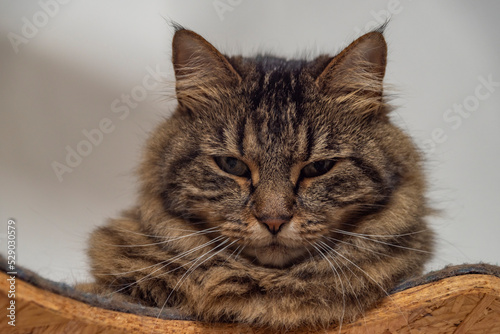 Brown tabby cat on wooden tree stand with white background wall © luzkovyvagon.cz
