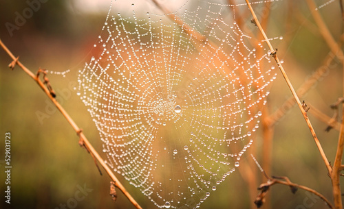 Foto Dew on the cobweb after the rain