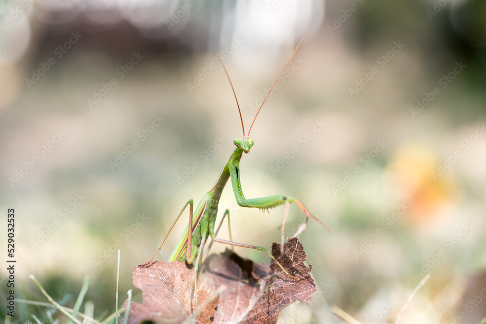 Praying mantis on the leave. Mantis Religiosa at the garden in autumn