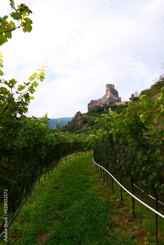 durch die Weingärten zur Burgruine Senftenberg photo