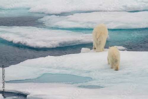 Back of polar bear with cub