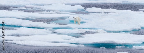 Canvastavla Panorama of polar bear on ice