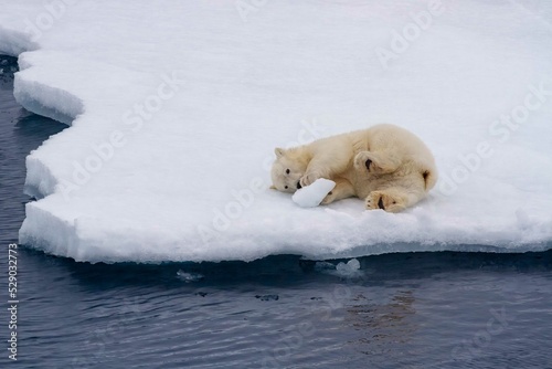 Polar bear cub with ice block