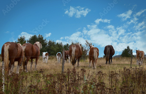 Chevaux et vaches dans le vent