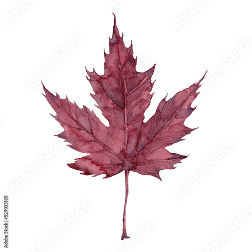 Watercolor autumn burgundy maple leaf. Isolated hand drawn illustration on white background.