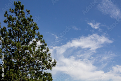 pine tree against the blue sky and clouds