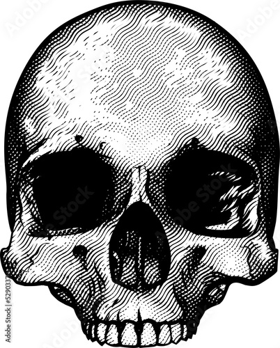 Skull Design Element