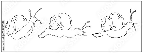 Set of simple linear sketches of snails.Vector graphics.