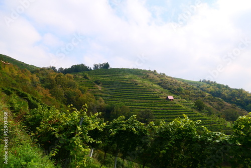Weingärten Kremstal, Niederösterreich