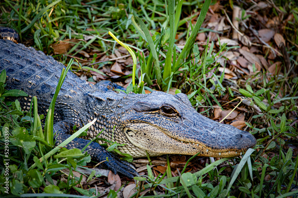 Obraz premium Closeup of the Emerging Teeth of a Young Small Alligator in the Swamp Waters of a Bayou outside of Lafitte, Louisiana, USA