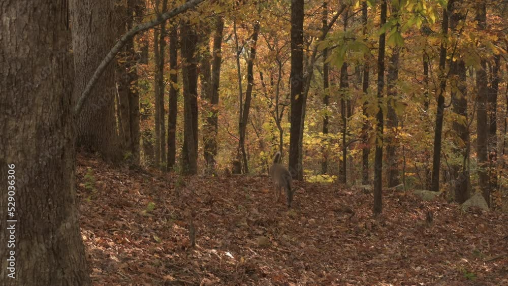 Baby fawn deer standing in fall colored autumn leaves of the wilderness forest of Arkansas Baby fawn deer standing in fall colored autumn leaves of the wilderness forest of Arkansas