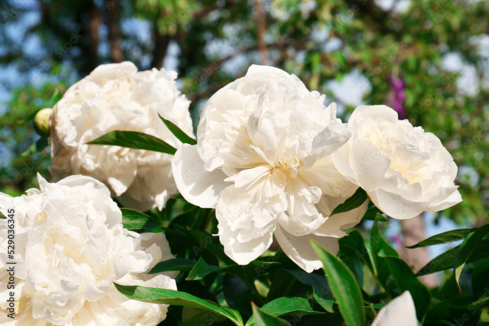 Beautiful blooming white peonies outdoors on sunny day Beautiful blooming white peonies outdoors on sunny day