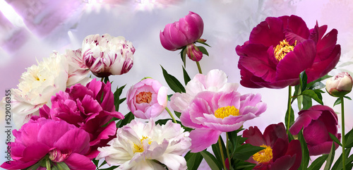 Fototapeta Naklejka Na Ścianę i Meble -  Different varieties of peonies on a light blurred abstract background