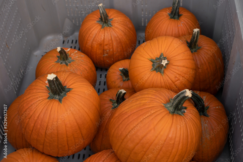 Halloween Kürbisse auf Regalen als Dekoration im Herbst, Hintergrund Halloween Kürbisse auf Regalen als Dekoration im Herbst, Hintergrund