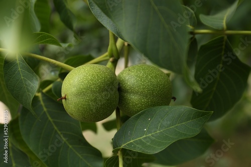 Green unripe walnuts on tree branch outdoors  closeup