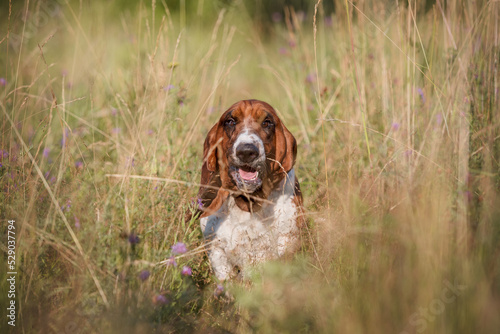 Basset hound running across the field