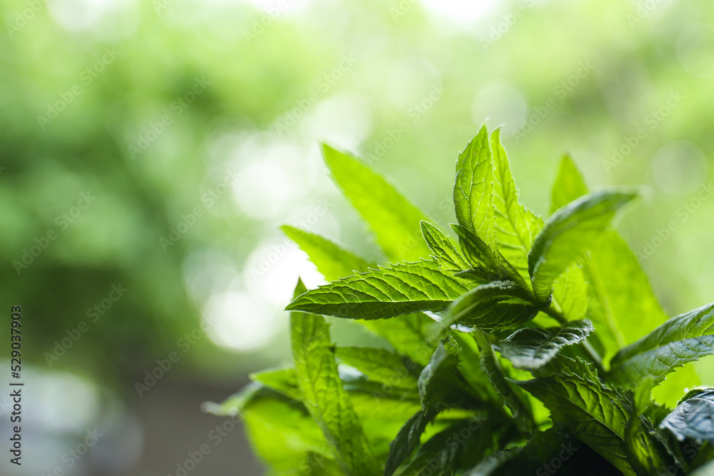Beautiful mint with lush green leaves outdoors, closeup. Space for text Beautiful mint with lush green leaves outdoors, closeup. Space for text