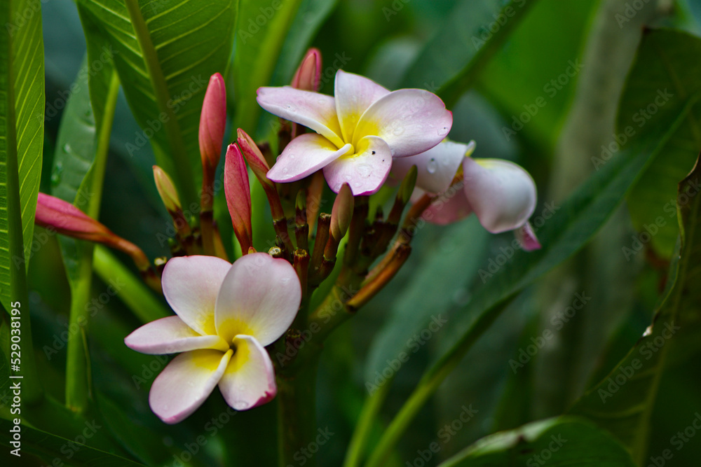 Fototapeta premium Pink flower