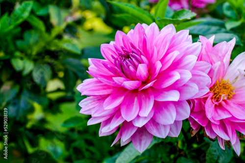 pink dahlia flower from close range  a delicate  elegant romantic flower in full bloom against the backdrop of a natural environment