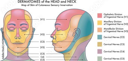 Medical diagram of Dermatomes of the head and neck. photo