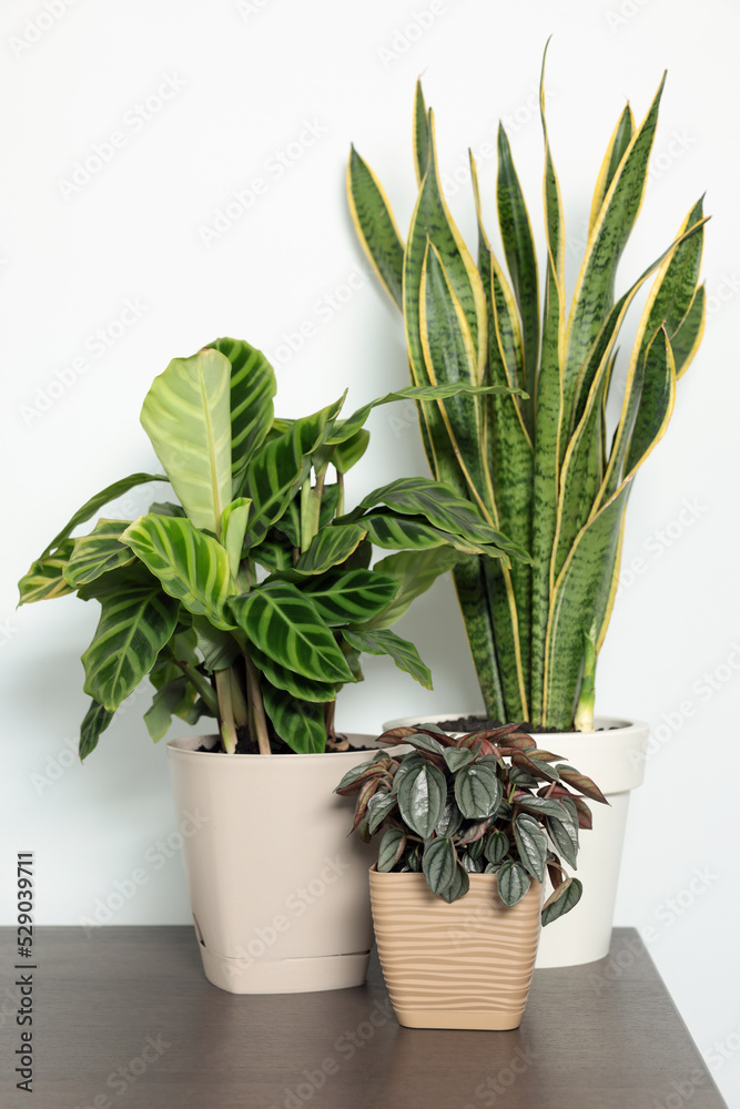 Obraz premium Many different beautiful house plants on wooden table near white wall