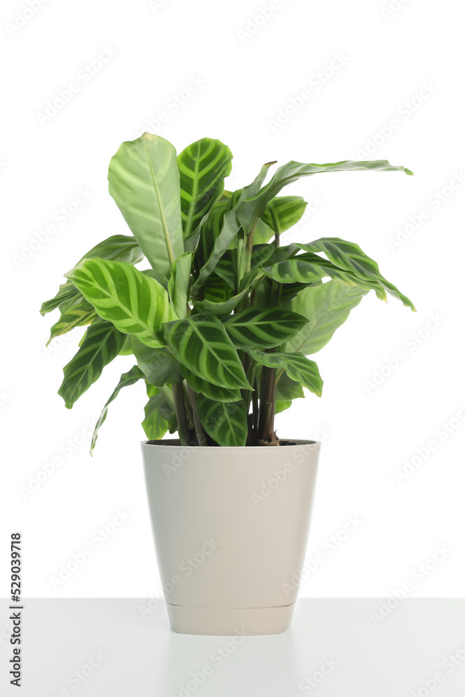 Beautiful Dieffenbachia plant in pot isolated on white. House decor