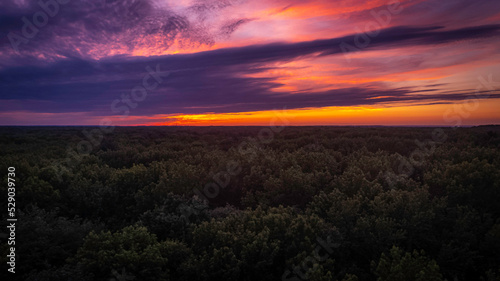 sunset in the forest