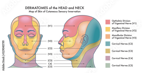 Medical diagram of Dermatomes of the head and neck. photo