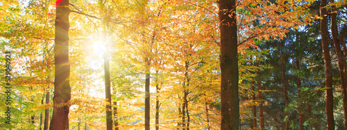 Sunlight in Autumn forest with beech trees and blue sky.