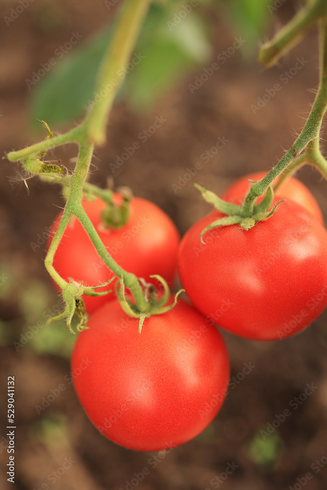 A ripe tomato plant growing in a greenhouse. Delicious red tomatoes are a family heirloom. Blurred background. Vertical snapshot.