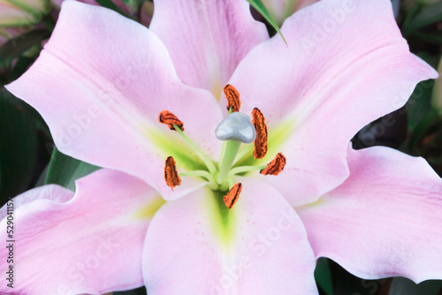 Beautiful pink lily flower close-up. Soft focus.