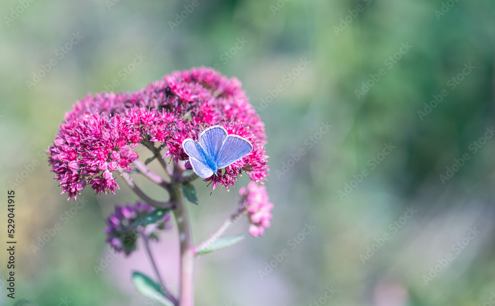 Blue butterfly on pink sedum flower Blue butterfly on pink sedum flower