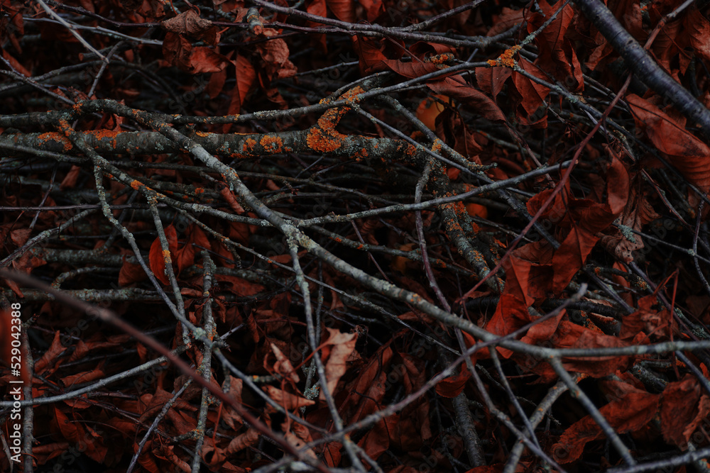 texture of red autumn foliage hidden behind branches texture of red autumn foliage hidden behind branches