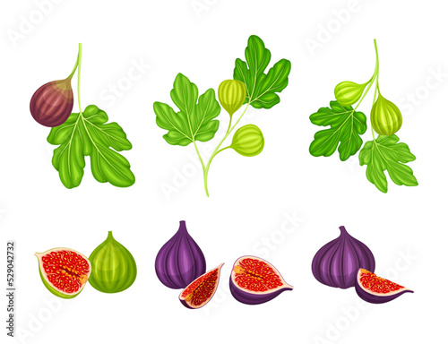 Common Fig or Ficus Plant with Syconium Fruit with Numerous Seeds Vector Set