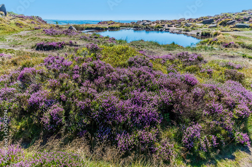 A view past heather towards Doxey Pool on the summit of the Roaches escarpment, Staffordshire, UK in summertime