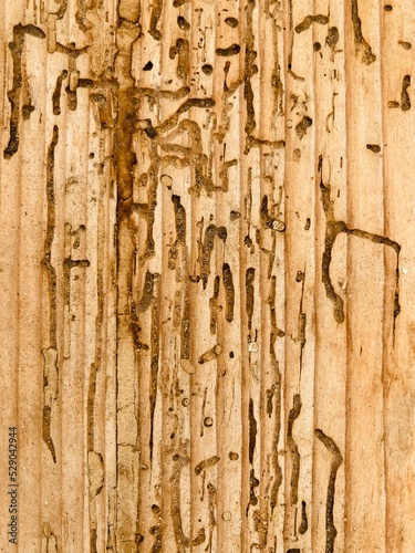 An old wood surface with the damage of woodworms