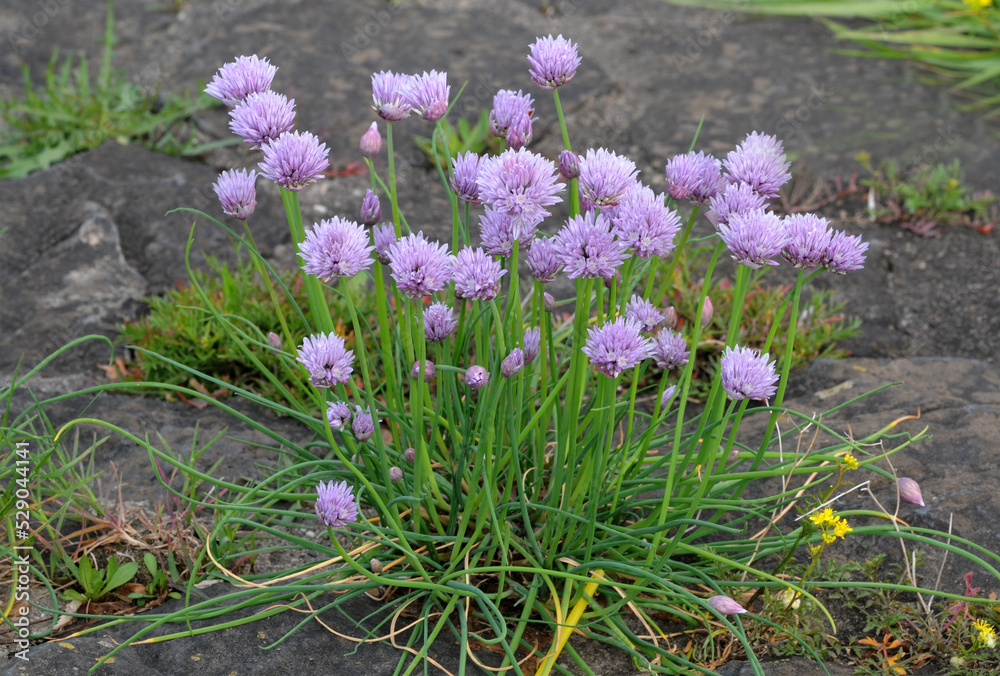 Obraz premium A group of wild onion (Allium sp) flowers
