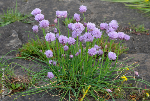 A group of wild onion (Allium sp) flowers
