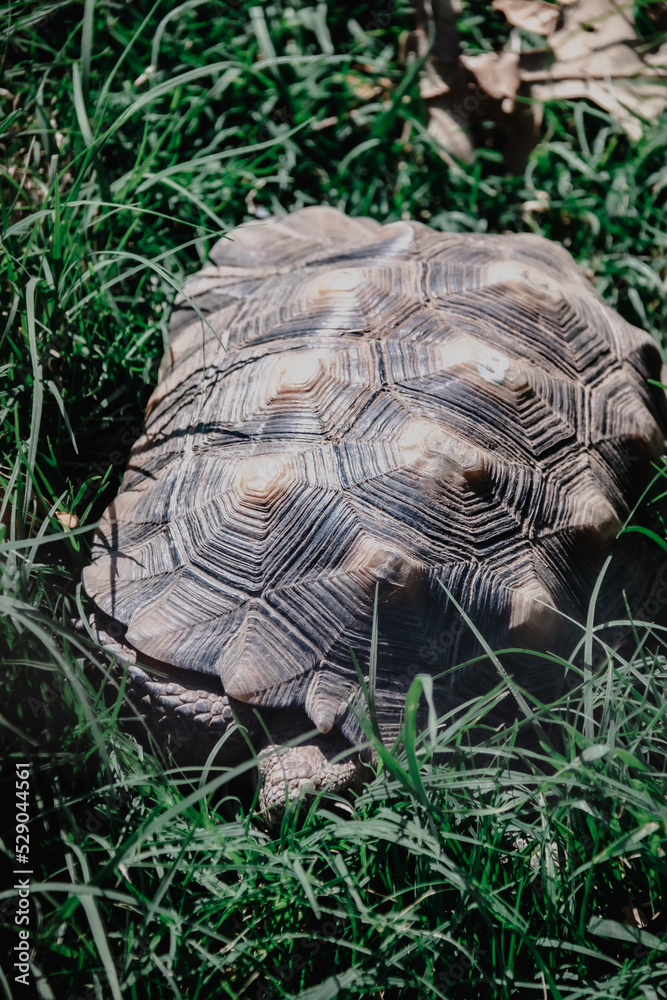Fototapeta premium turtle in the grass