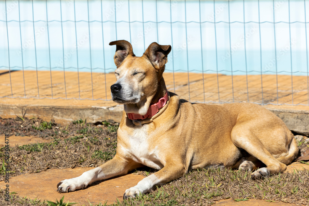 The senior female dog sleeping while sunbathing on the grass. Animal world. pet lover. Animals defend. dog lover. Senior pet. The senior female dog sleeping while sunbathing on the grass. Animal world. pet lover. Animals defend. dog lover. Senior pet.