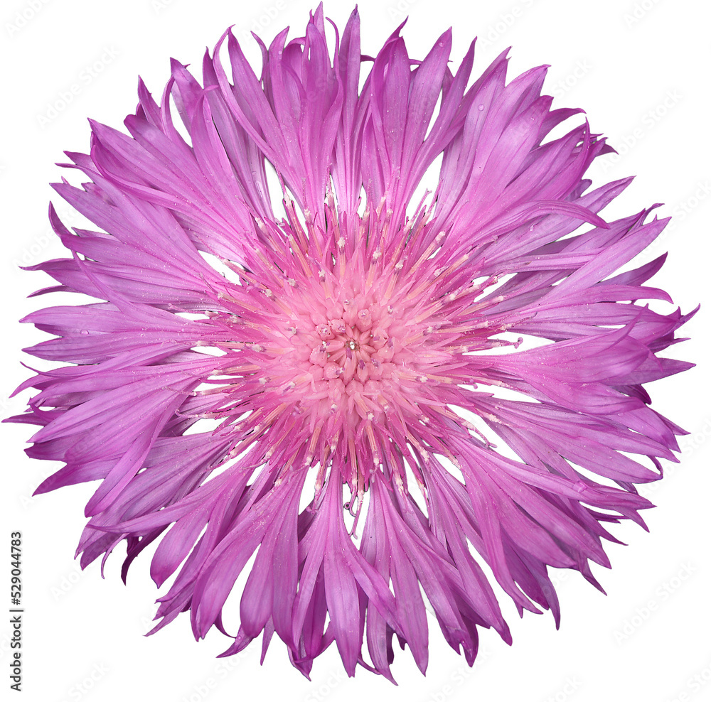 Obraz premium Cornflower garden purple